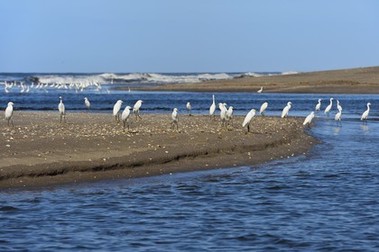 Nicaragua, la côte pacifique de Leon, parc national Isla Juan Venado, Aigrettes garzettes (Egretta garzetta) sur la plage de Las Penitas