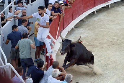 France, Bouches-du-Rhône (13), Arles, la course camarguaise  de la Cocarde d'Or aux Arènes, le raseteur Joachim Cadenas gagnant de l'édition 2017