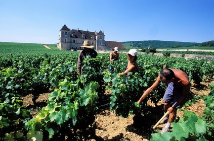 France, Côte-d'Or (21), château du Clos de Vougeot, entretien des vignes