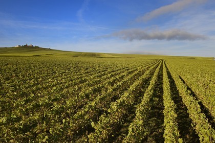 France, Marne (51), parc régional de la Montagne de Reims, Verzenay, vignobles de Champagne
