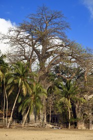 France, Ile de Mayotte, Grande-Terre, Kani-Keli, le Jardin Maoré, baobab (Adansonia digitata) sur la plage de N’Gouja