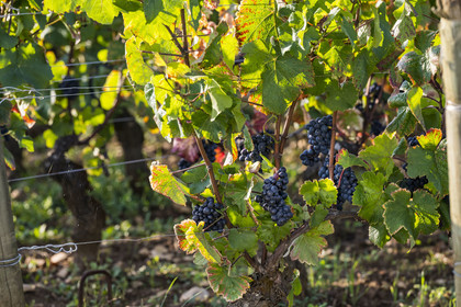 France, Côte-d'Or (21), les climats de Bourgogne classés Patrimoine Mondial de l'UNESCO, Route des Grands Crus, vignoble de la Côte de Beaune, Savigny-les-Beaune, grappe de raisin à maturité