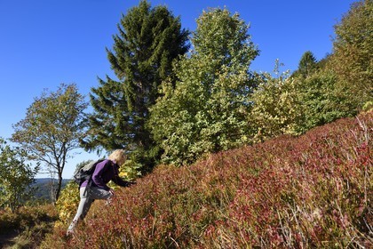 France, Haut-Rhin (68), Parc naturel régional des ballons des Vosges, Rimbach-près-Masevaux, randonneur sur le GR5 à la Chaume de Haute Bers, myrtillier