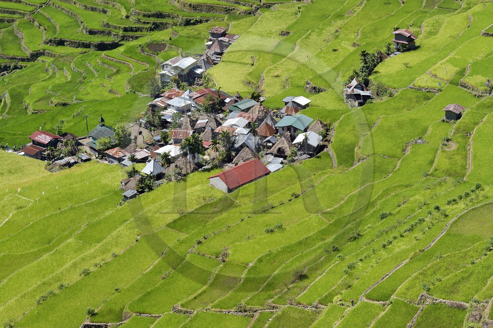 Philippines, province d'Ifugao, les rizières en terrasses de Banaue autour du village de Batad, classées Patrimoine Mondial de l'UNESCO