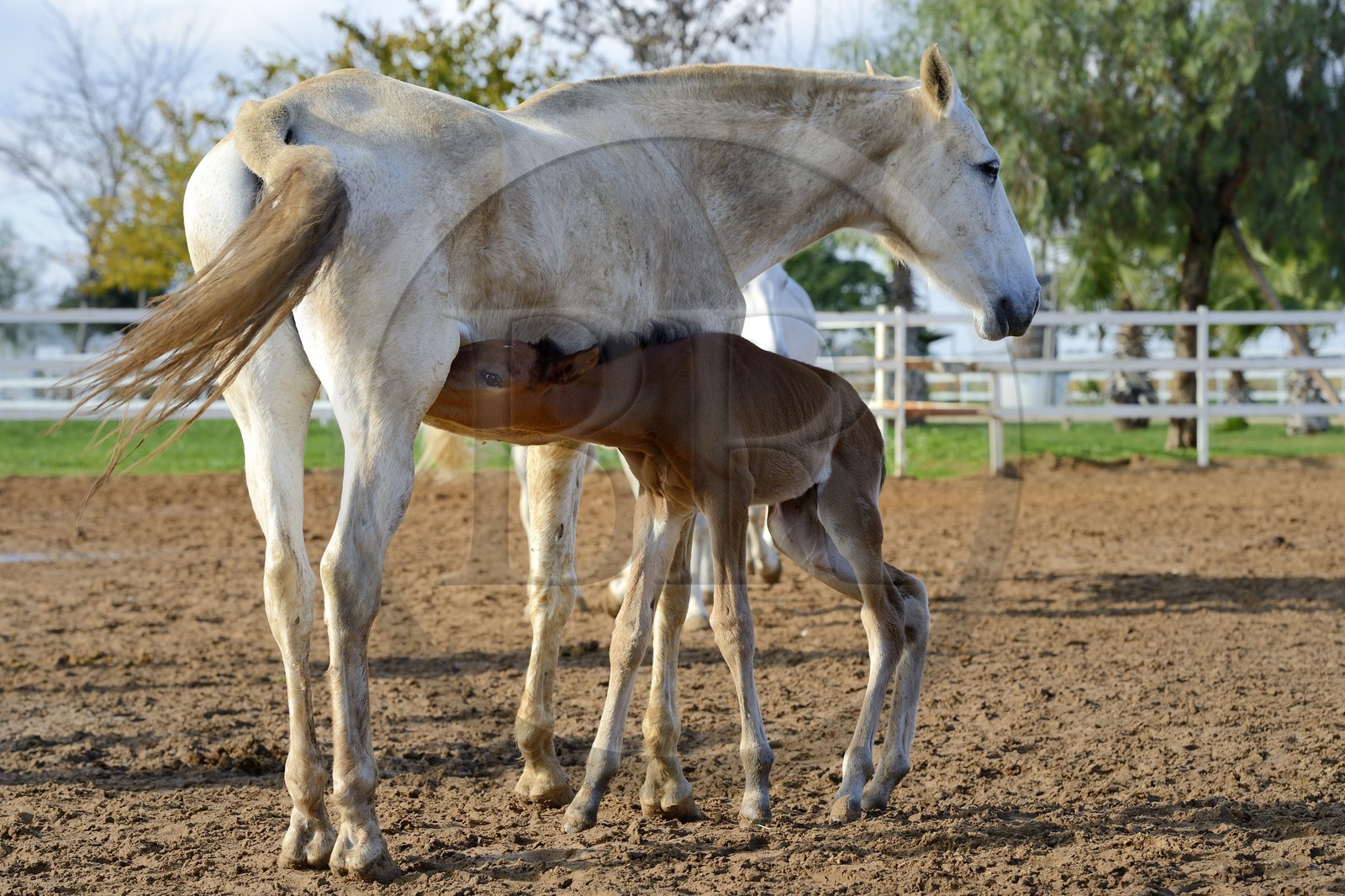 Espagne, Andalousie, province de Séville, Utrera, le haras Ayala (Yeguada Ayala), Pure race espagnole ou PRE (Pura Raza Espanola), poulain allaitant sa mère
