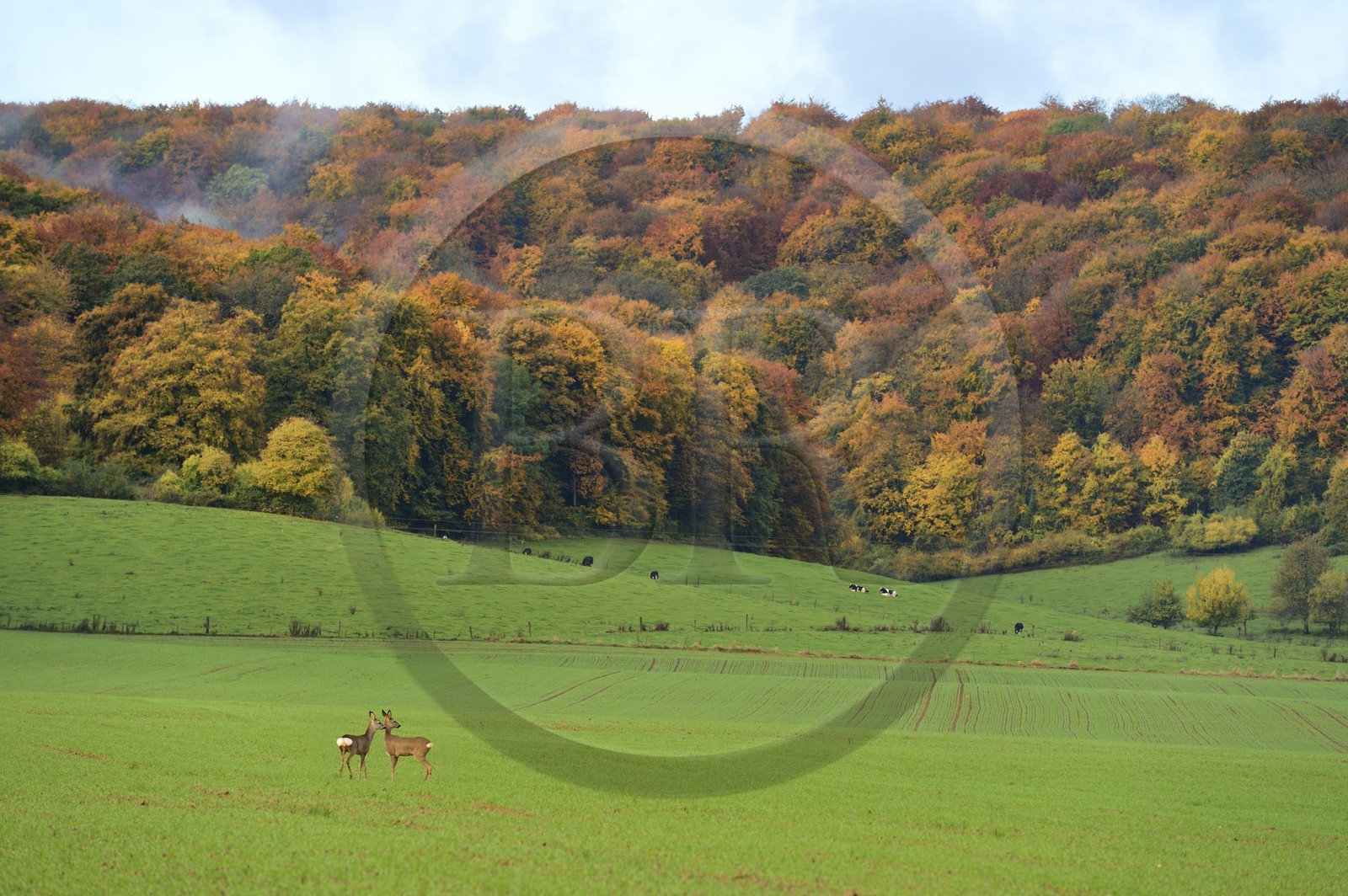 France, Meuse (55), Cotes de Meuse, Chatillon-sous-les-Cotes, biches en bordure de forêt