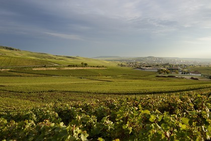 France, Marne (51), Parc Naturel Regional de la Montagne de Reims, Champillon, vignobles de Champagne
