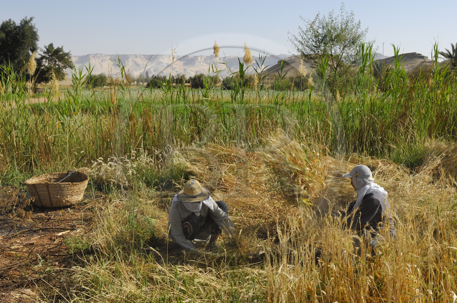 Egypte, désert libyque, oasis de Dakhla, travaux des champs