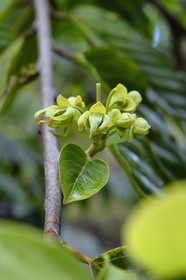 France, Ile de Mayotte, Grande-Terre, Ouangani, fleurs d'ylang-ylang (Cananga odorata) sur l'arbre