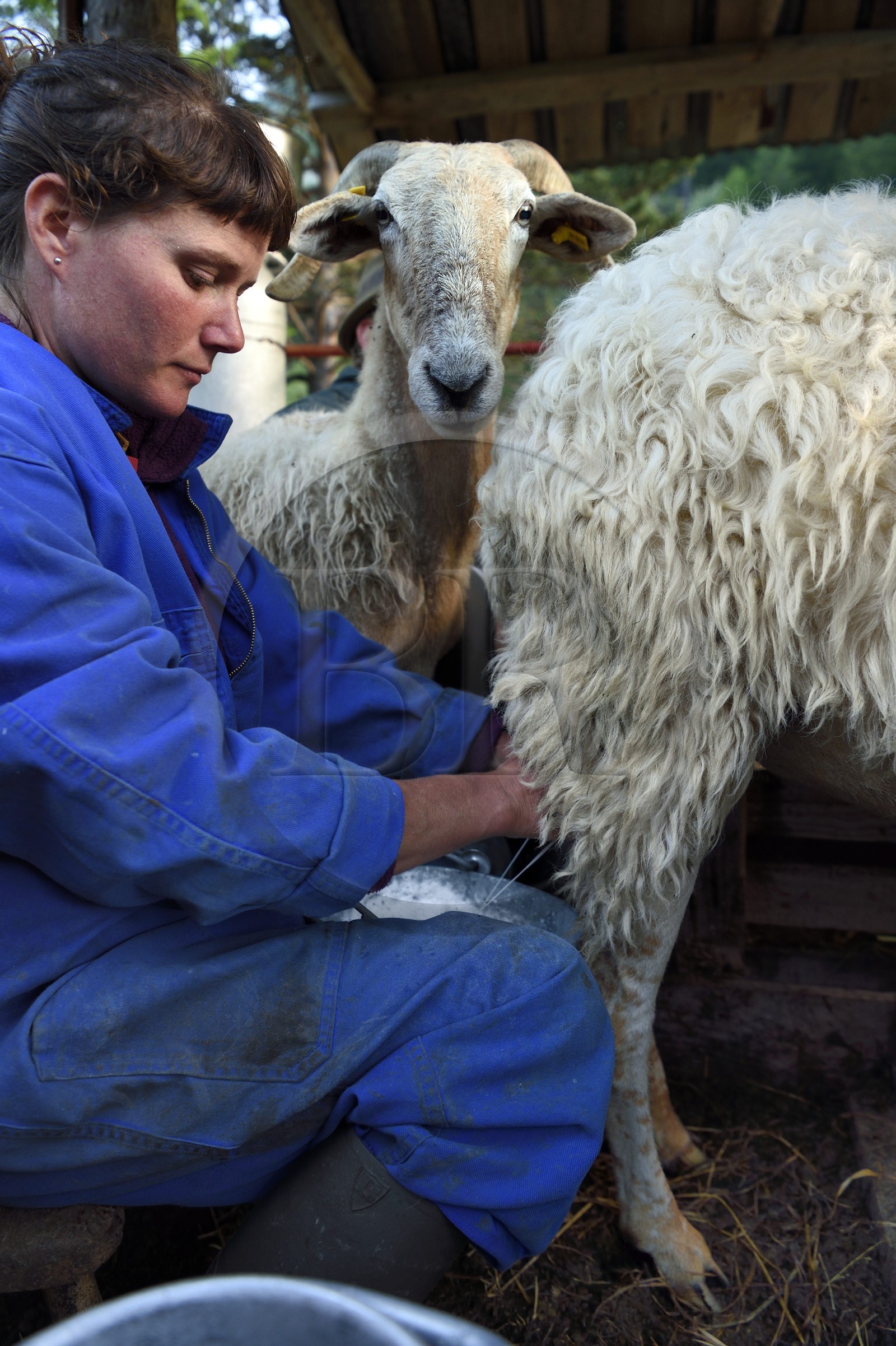 France, Alpes-Maritimes (06), vallée de la Roya (arrière-pays niçois), au pied du parc national du Mercantour, Tende, Casterino dans la vallée de la Casterine, traite à la main des brebis dans les pâtures par la bergère Céline Giordano