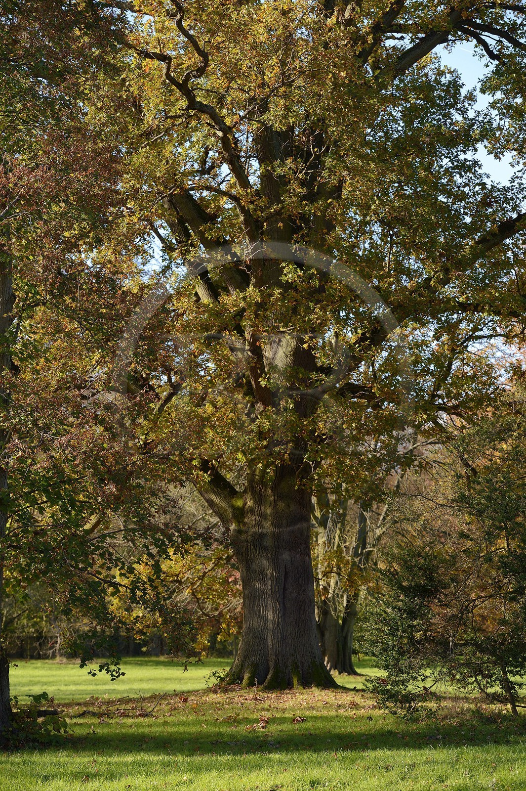 France, Yvelines (78), parc du château de Versailles, classé Patrimoine Mondial de l'UNESCO, grand chêne dans le parc