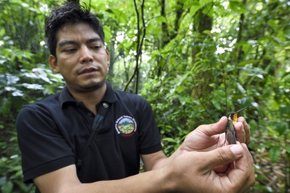 Nicaragua, département de Granada, Réserve naturelle du volcan Mombacho, le biologiste Roger Mendieta de l'ONG fondation Cocibolca ayant attrapé un colibri dans ses filets pour observation
