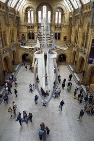 Royaume-Uni, Londres, Kensington, musée d’histoire naturelle (Natural History Museum), le hall central dominé par le squelette d'une baleine bleue