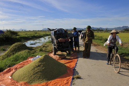 Vietnam, province de Ninh Binh, battage du riz par une machine