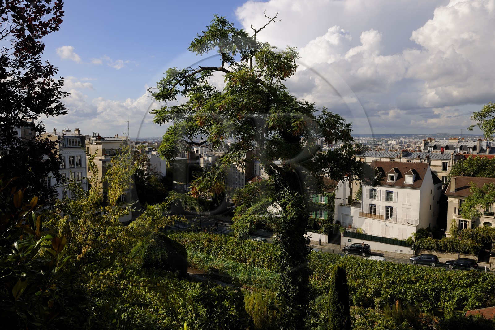 France, Paris (75), la Butte Montmartre, le vignoble de Montmartre