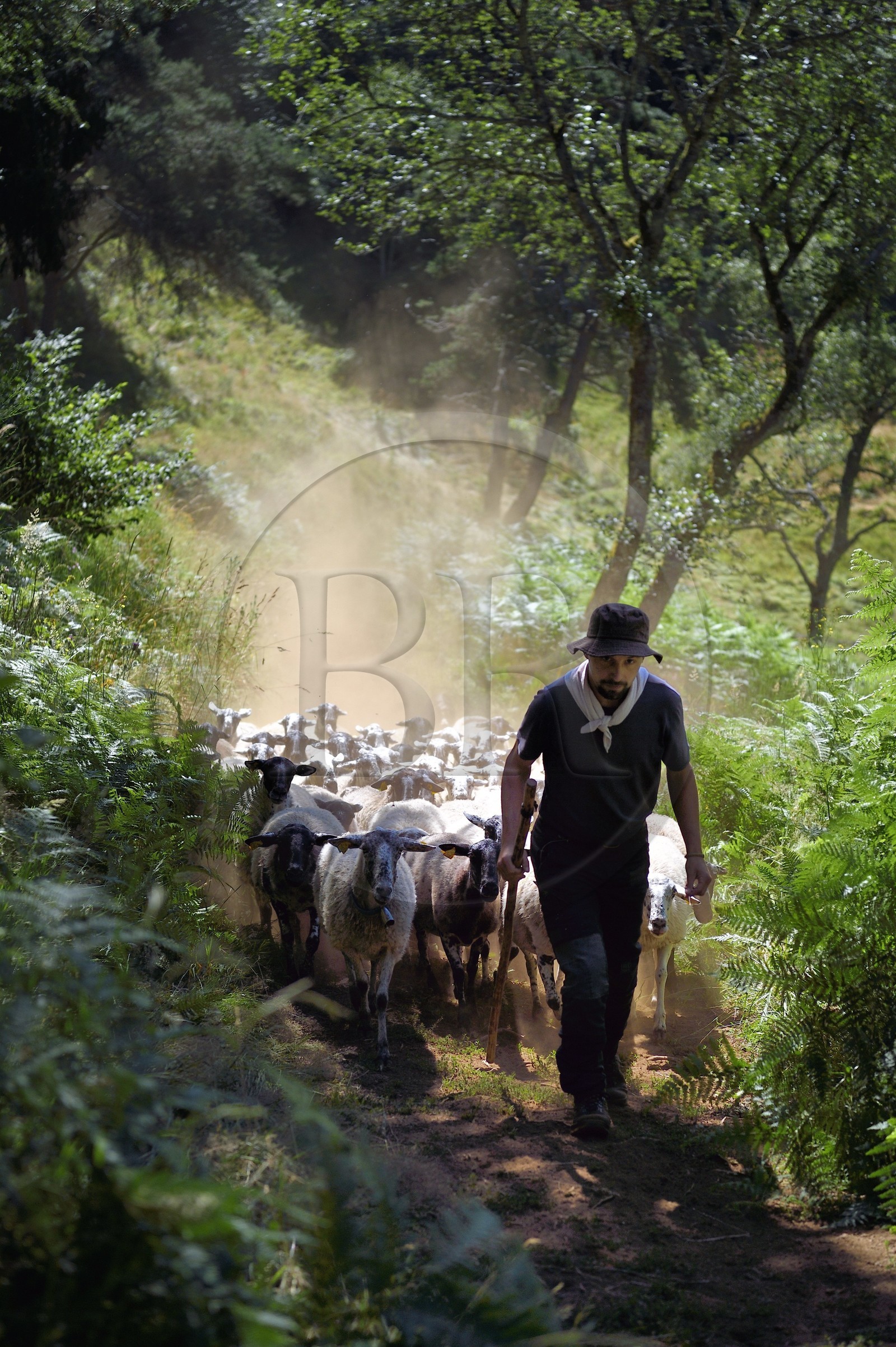 France, Puy-de-Dôme (63), Aydat, Parc naturel régional des Volcans d'Auvergne, le berger Esteban Gueneuc et son troupeau de brebis sur les pentes du volcan du Puy de Vichatel, sur le parcours Musette nature sentier de Vichatel