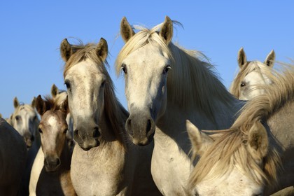 France, Bouches-du-Rhône (13), Parc naturel régional de Camargue, vers l'étang de Malagroy, manade Jacques Mailhan, chevaux de Camargue dans la sansouire