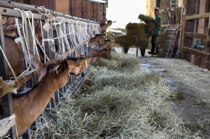 France, Var (83), La Dracénie, village de Châteaudouble, ferme fromagère La Pastourelle