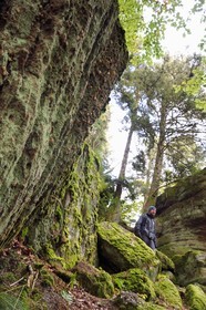 France, Haut-Rhin (68), Thannenkirch, randonnée dans le massif du Taennchel, site dit du Rocher Pointu