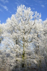 France, Bas-Rhin (67), région de Saverne, arbres givés