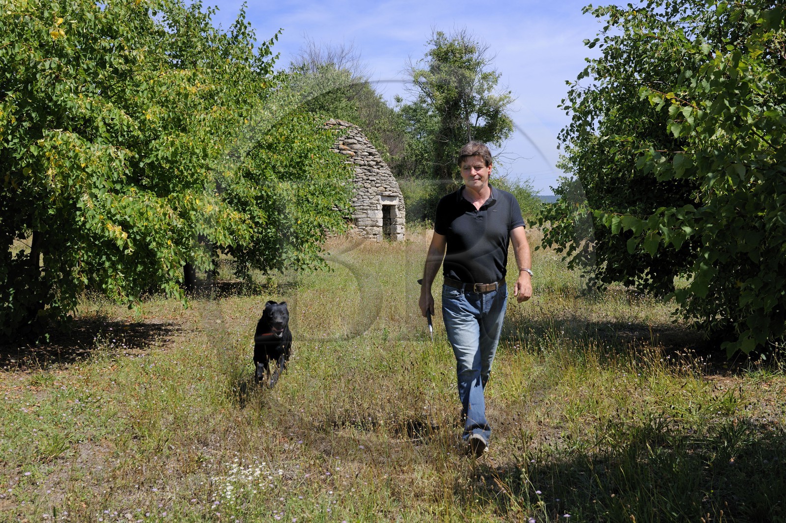 France, Gard (30), région du Pays d'Uzège, Uzès, Michel Tournayre créateur des “Truffières du Soleil” dans sa plantation truffière avec un de ses chiens truffiers