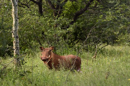 Namibie, Otjiwarongo, autour du Cheetah Conservation Fund, phacochère (Phacochoerus africanus)
