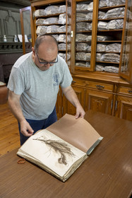 Italie, Ligurie, Province d'Imperia, Vintimille, Jardin botanique Hanbury, herbier dans le laboratoire de la Casa Rustica construite en 1886