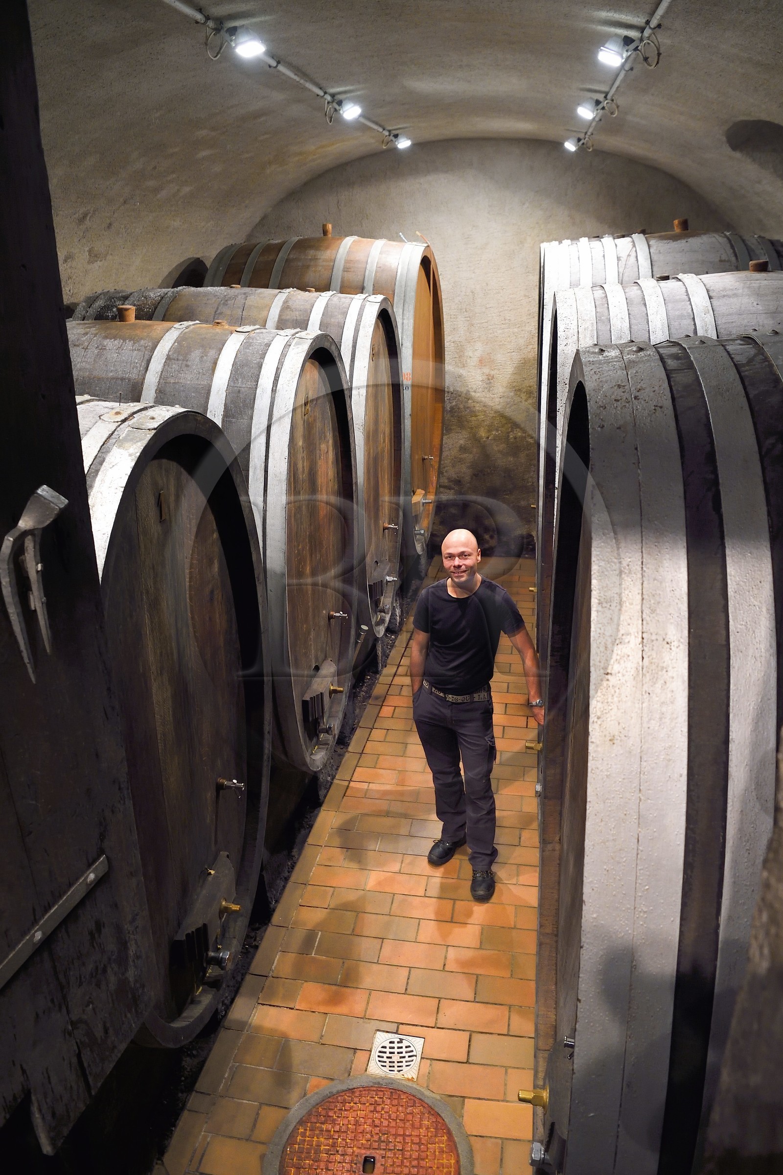 Suisse, Canton de Vaud, Aigle, Marc Emery dans la cave des Grands Vins d'Aigle Alain Emery