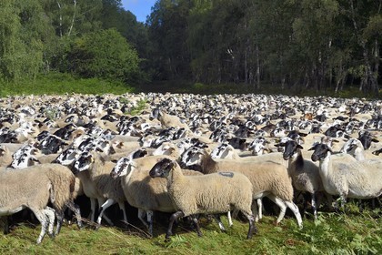 France, Puy-de-Dôme (63), Parc Naturel Régional des Volcans d'Auvergne, Chaine des Puys classée Patrimoine Mondial de l’UNESCO, troupeau de brebis Rava dans la forêt au pied du volcan Puy de Dôme