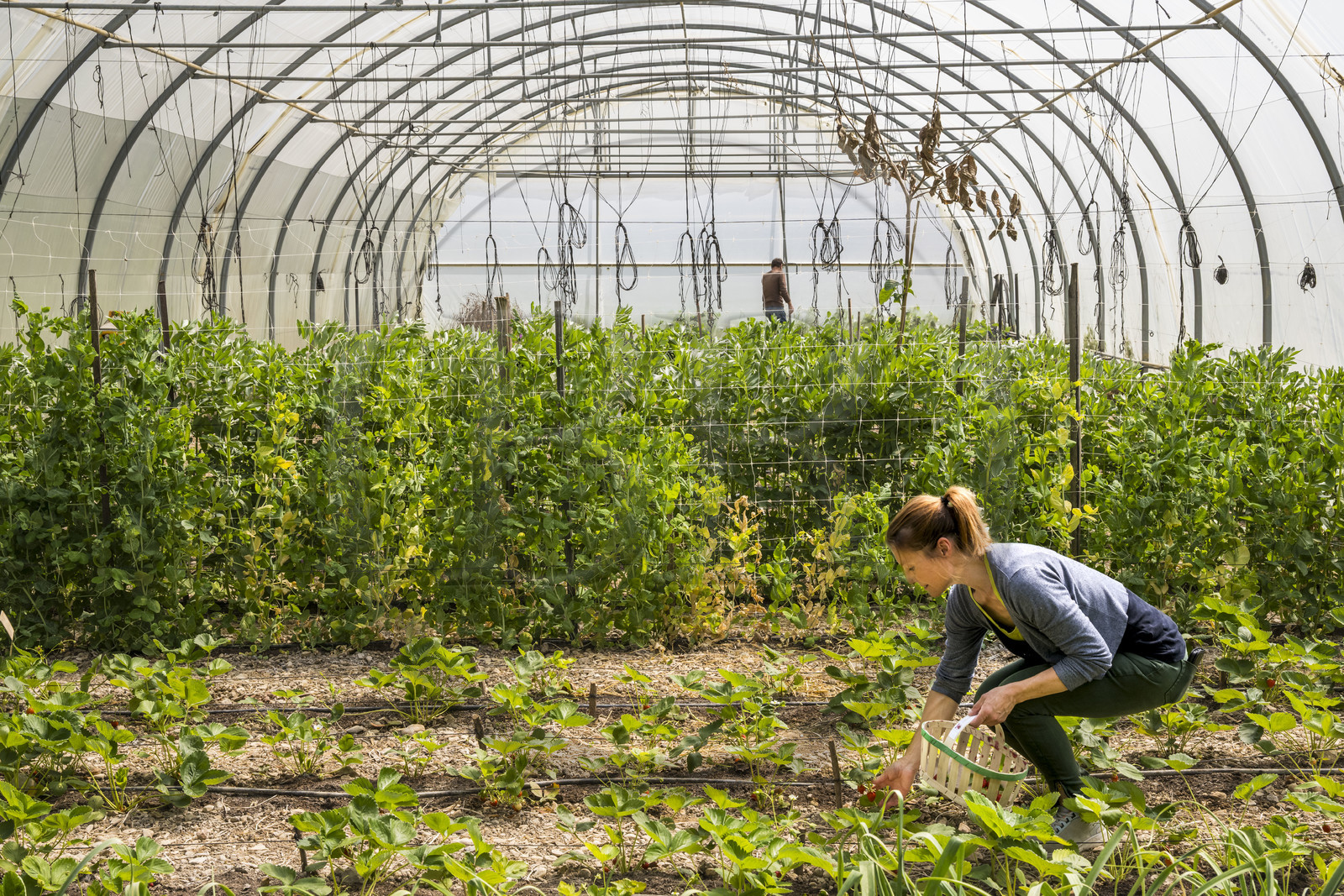 France, Vaucluse (84), Sarrians, Domaine de l'Oiselet, culture de fraises sous serre