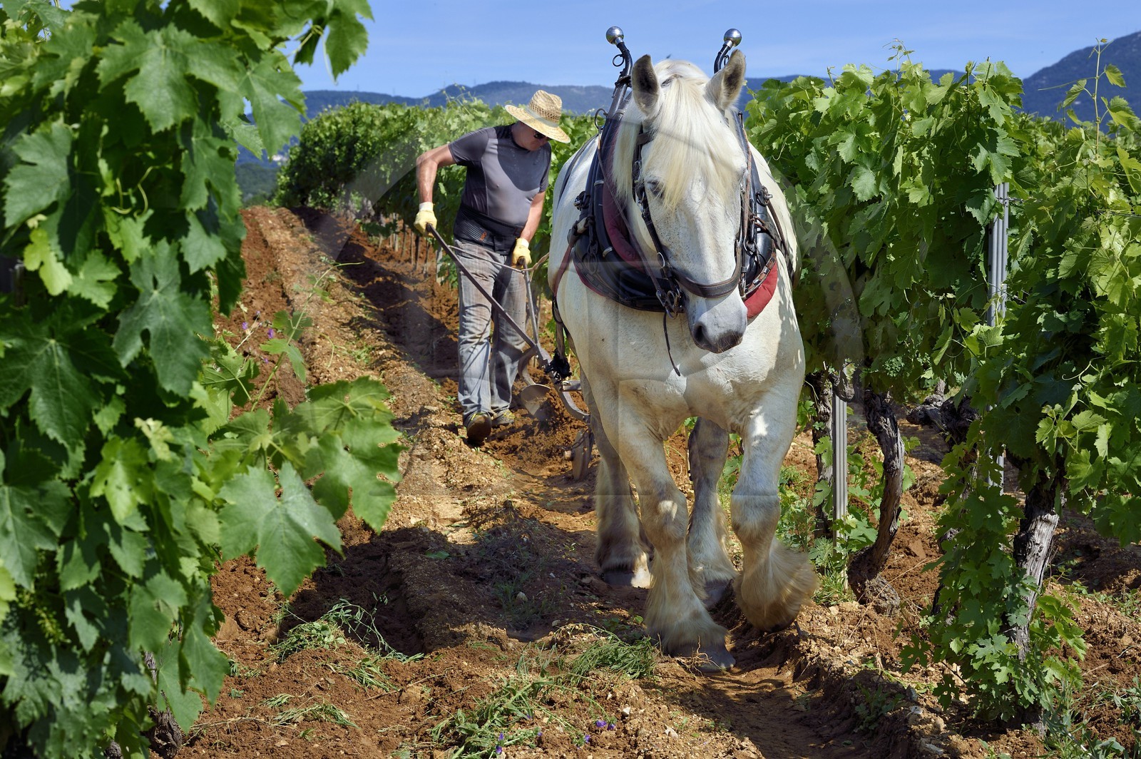France, Var (83), Presqu'Ile de Saint-Tropez, Gassin, domaine de la Rouillère, Jean-Louis et Christine Calla décavaillonnent une parcelle de vigne avec leur jument percheronne et une charrue