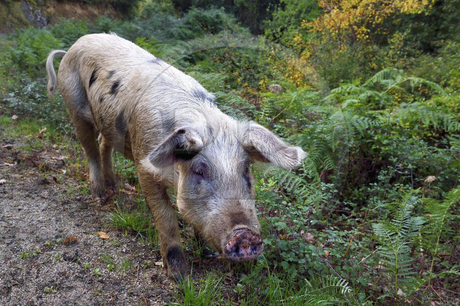 France, Corse-du-Sud (2A), Vallée du Prunelli, Bastelica, cochon Duroc laissés en liberté