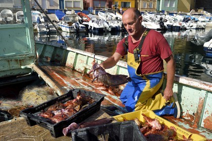 France, Bouches-du-Rhône (13), Marseille, quartier d'Endoume, le Vallon des Auffes, retour de pêche de Lucien Jativa et trie du poisson