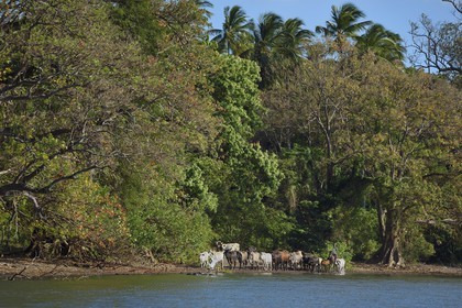 Nicaragua, Ile d'Ometepe sur le lac Nicaragua, troupeau de vaches sur la plage conduit par un cow boy