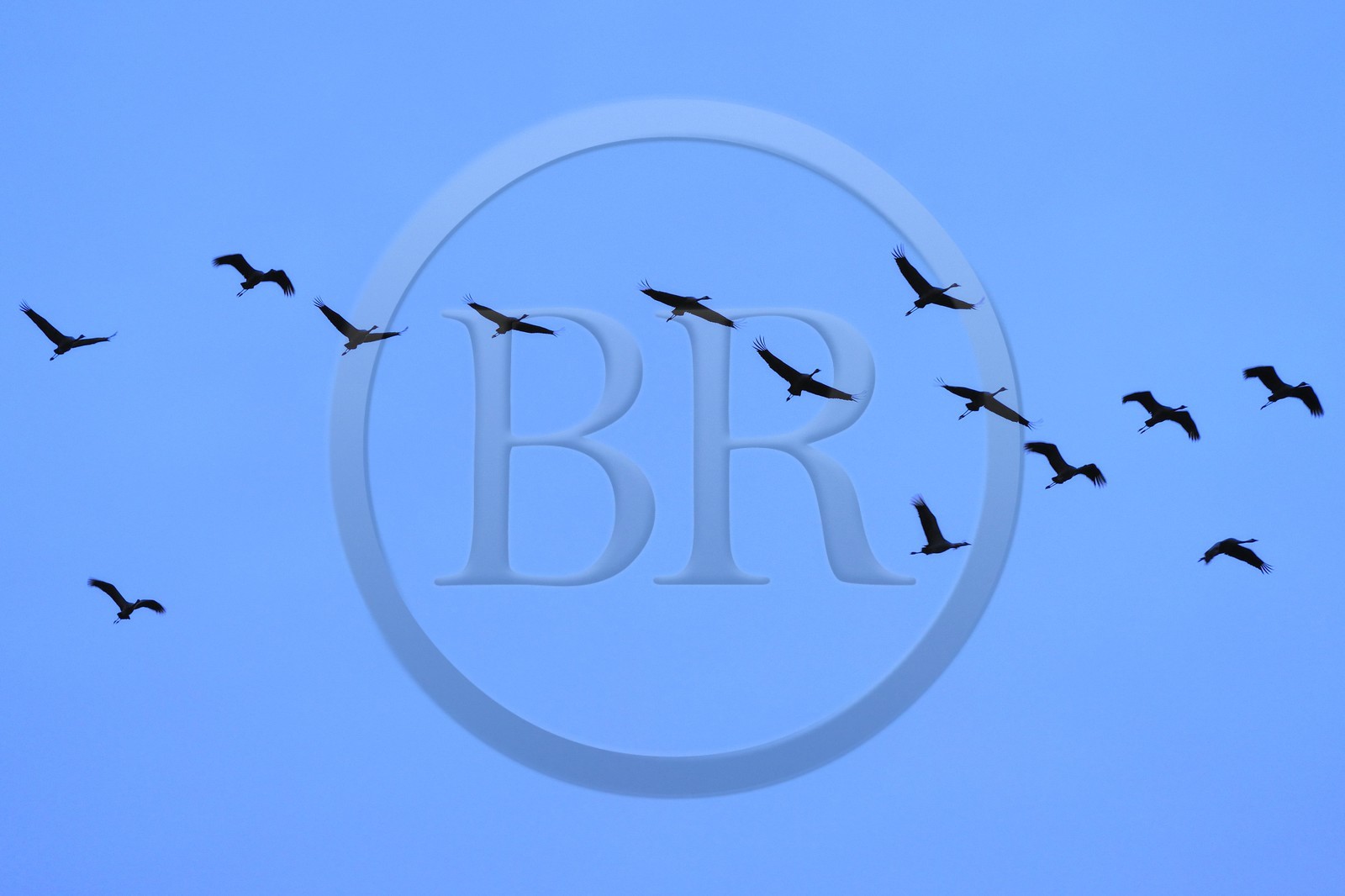 France, Indre (36), le Berry, parc naturel régional de la Brenne, Rosnay, étang de la Mer Rouge, grue cendrée (grus grus), vol au coucher de soleil