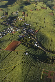 France, île de la Réunion, côte sud vers Petite Ile, champs de cannes à sucre (vue aérienne)