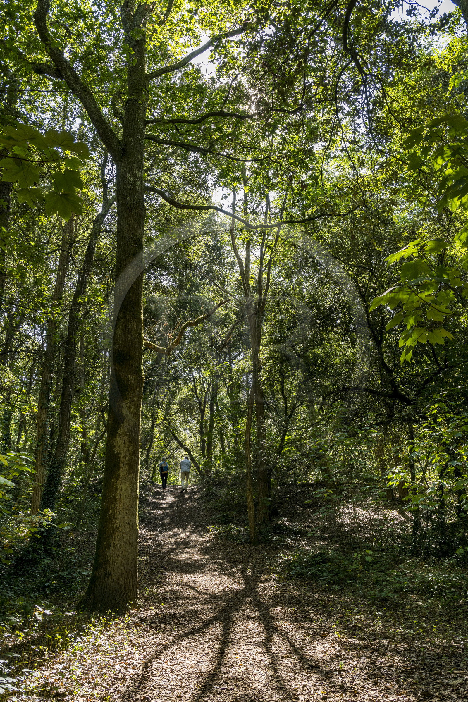 France, Loire-Atlantique (44), Saint-Brévin-Les-Pins, forêt de la Pierre Attelée