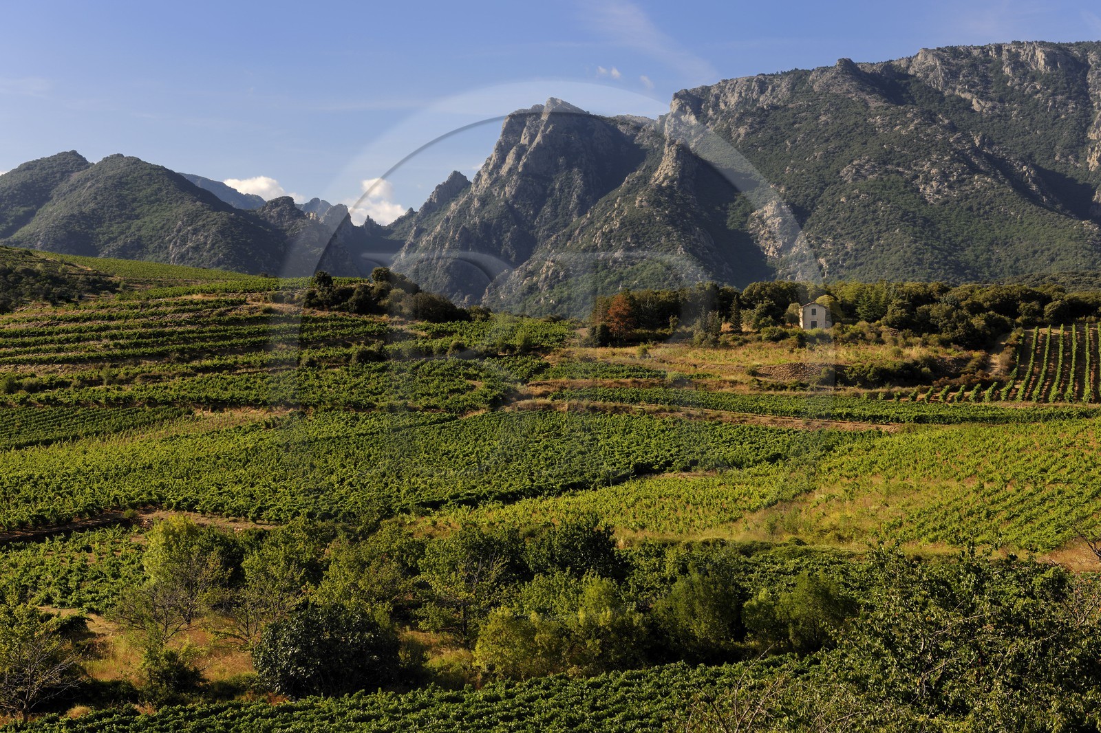 France, Hérault (34), vallée de l' Orb dans la region de Mons la Trivalle, vignoble AOC Saint-Chinian & Roquebrun