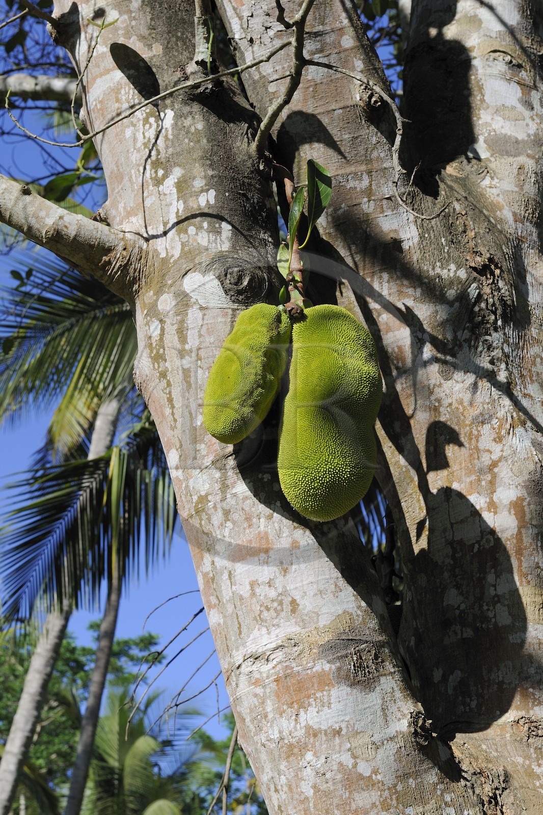 Tanzanie, région de Morogoro, les Monts Uluguru, Le fruit du jacquier, la pomme de jacque ou jacque