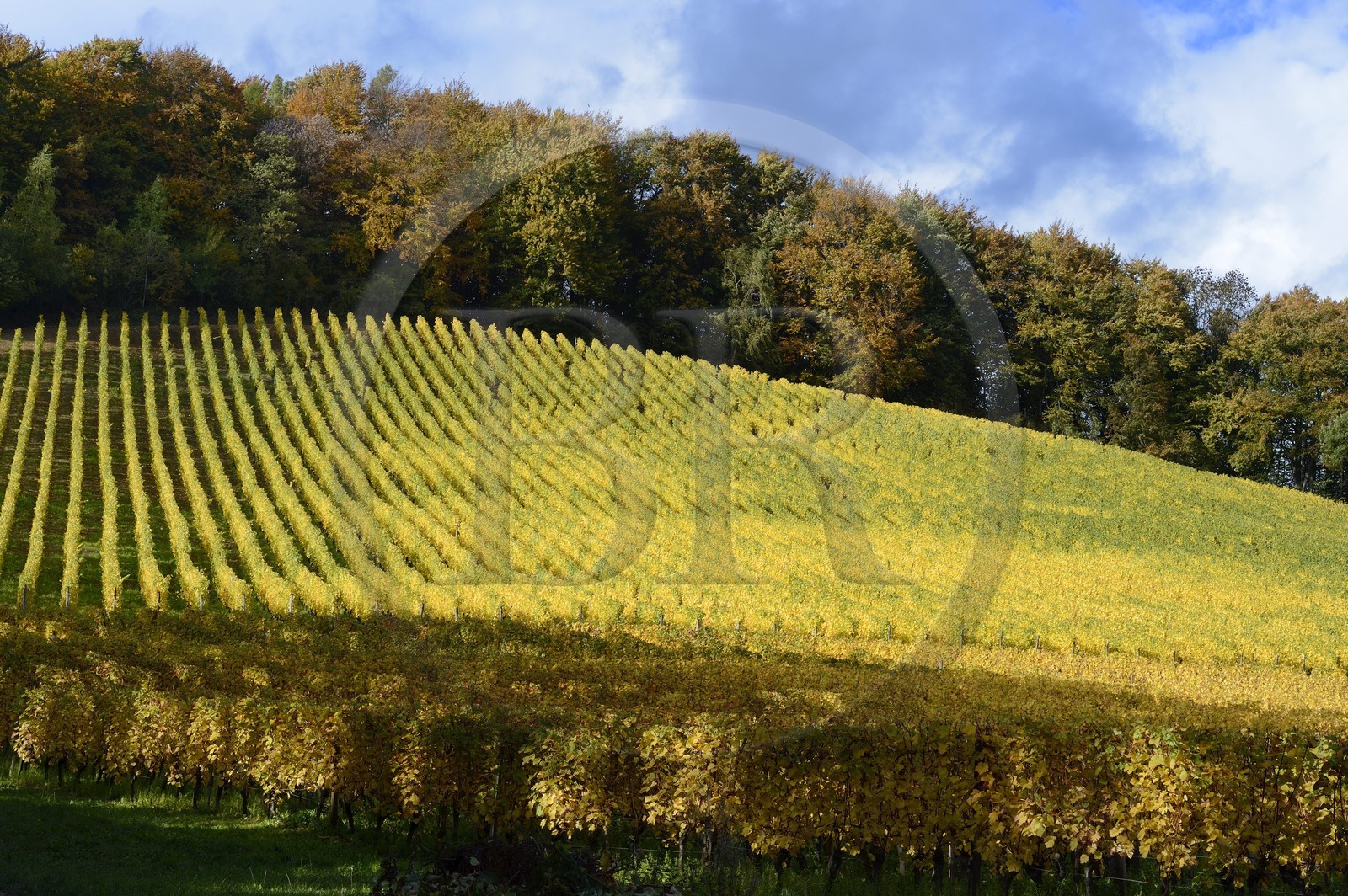 France, Meuse (55), Parc régional de Lorraine, Cotes de Meuse, Viéville-sous-les-Côtes, vignoble