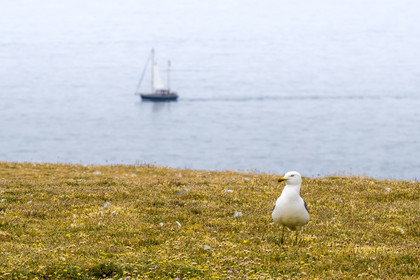 France, Morbihan (56), Ile de Groix, la réserve naturelle Francois Le Bail de la Pointe de Pen-Men,