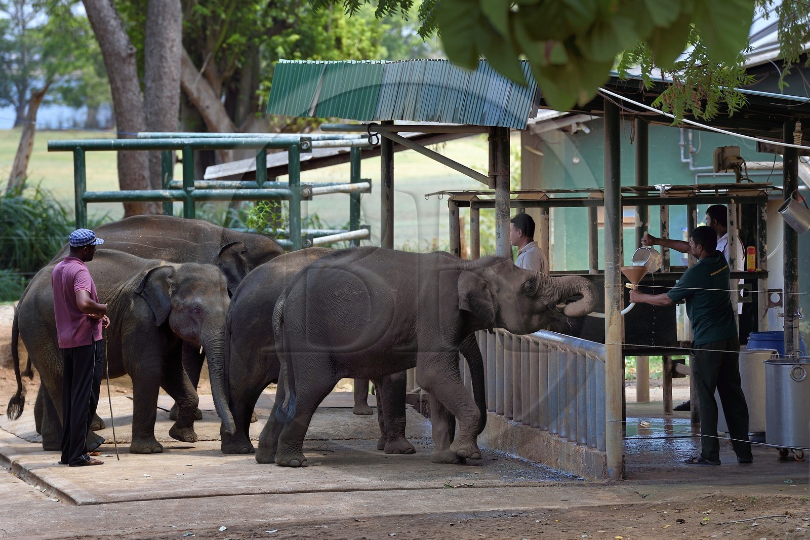 Sri Lanka, province de Sabaragamuwa, Parc national d'Uda Walawe (Udawalawe National Park), Elephant Transit Home, jeunes éléphants d'Asie (Elephas maximus) orphelins nourris au lait par leurs gardiens