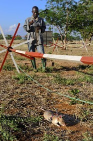 Tanzanie, université de Morogoro, centre de recherche Apopo de technologie de détection par les rats de mines anti-personnel, entrainement des rats à la détection de TNT sur le terrain