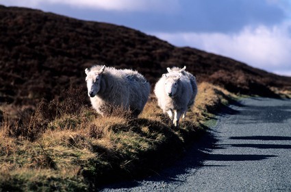 Irlande, Conté de Wicklow, moutons