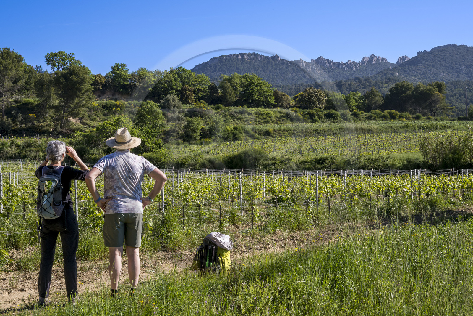 France, Vaucluse (84), Dentelles de Montmirail, Beaumes-de-Venise, randonneurs observant le versant Sud de la montagne des Dentelles Sarrasines et le Clapis