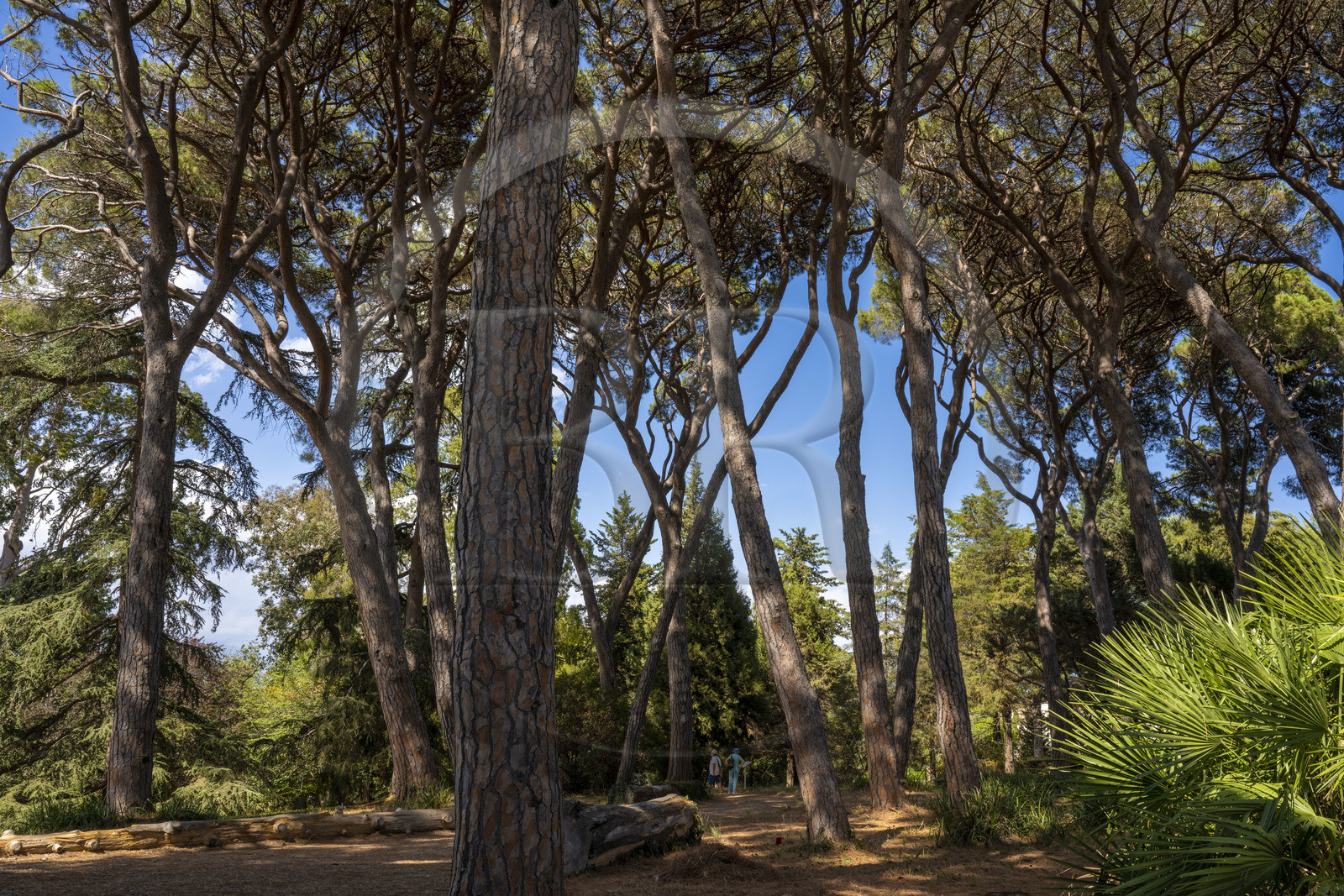 France, Alpes-Maritimes (06), Antibes, Le Jardin Botanique de la Villa Thuret (rattachée à l'INRAE), labellisé Jardin Remarquable et Arbre Remarquable, les pins parasols, même proches, respectent une distance au niveau de la cime appellée fente de timidité