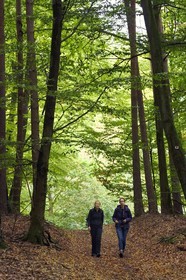 France, Bas-Rhin (67), Parc naturel régional des Vosges du Nord, Obersteinbach, foret domaniale de Steinbach, randonneuses dans une foret de hetres sur le chemin des ruines du fortin de Wittschloessel