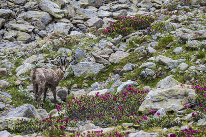 France, Alpes-Maritimes (06), parc national du Mercantour, Haute-Vésubie, Saint-Martin-Vésubie, Val du Haut Boréon, chamois (Rupicapra rupicapra) et Rhododendron vers le lac de Trécolpas