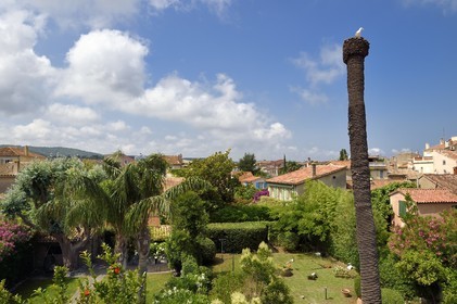 France, Var (83), Saint-Tropez, palmier victime du papillon ravageur du palmier, palmivore : Paysandia archon