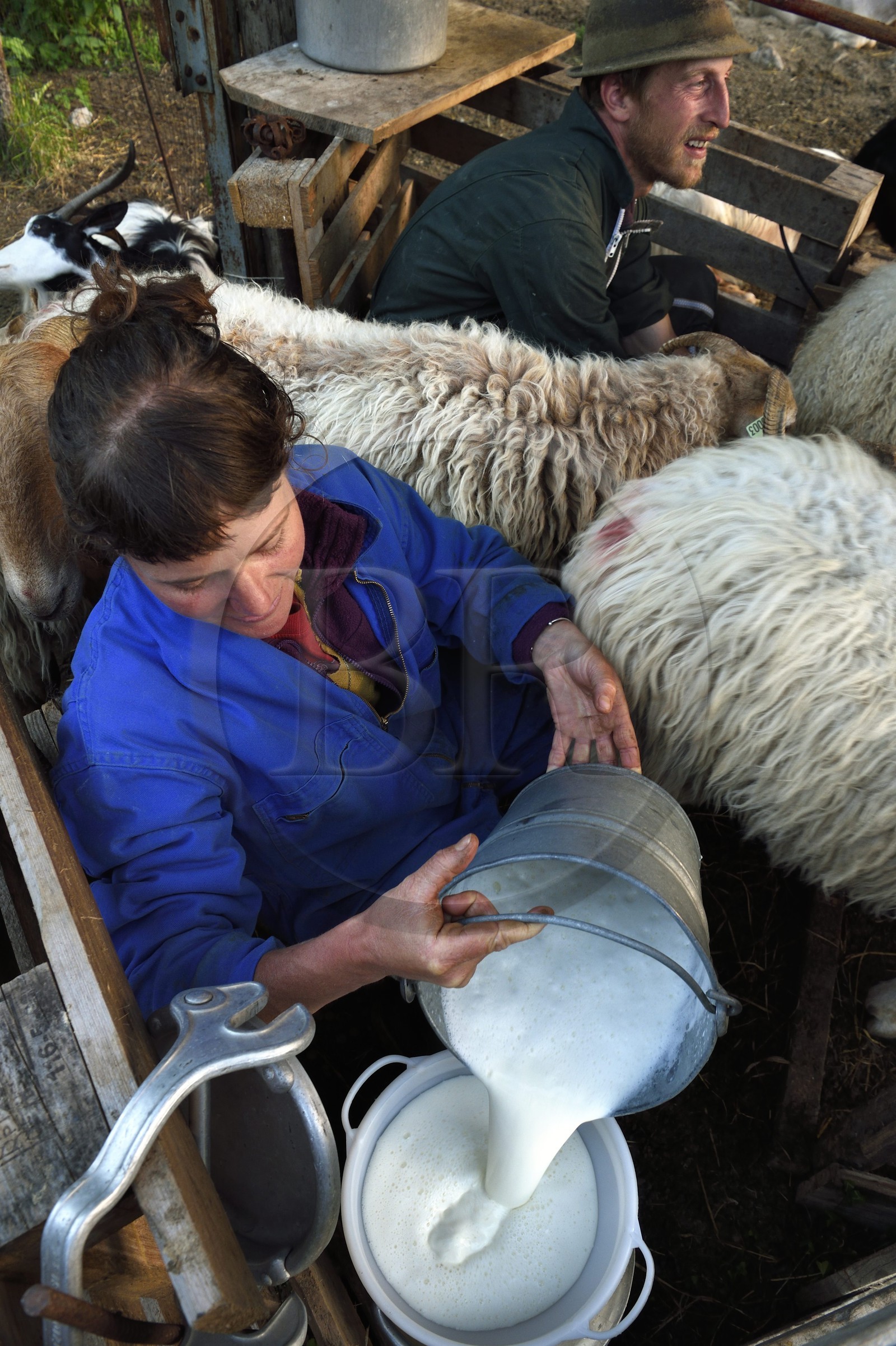 France, Alpes-Maritimes (06), vallée de la Roya (arrière-pays niçois), au pied du parc national du Mercantour, Tende, Casterino dans la vallée de la Casterine, traite à la main des brebis dans les pâtures par les bergers Céline et Georges Giordano